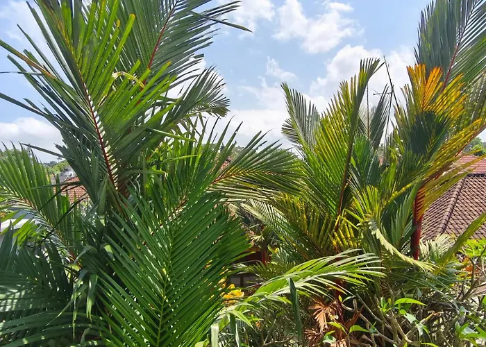 Umah Dolong بيت ضيافة أوبود